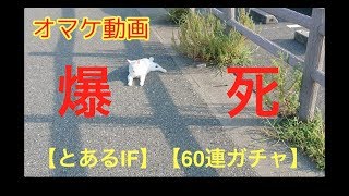 【とあるIF】とある令嬢ガチャ〜オマケ映像あり〜【爆死】