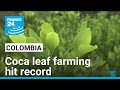 Colombian coca leaf farming hit two-decade high in 2023, UN says • FRANCE 24 English