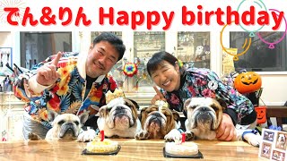 【祝】ブルドッグのでん＆りんが１歳になりました🎉愛犬家北斗晶と佐々木健介夫婦の日常