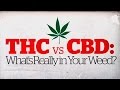 THC vs CBD: What's really in your weed? (CBC Marketplace)