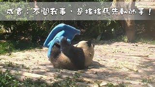 《熊貓早晚安》成實：不關我事，是搖搖馬先動的手！| iPanda