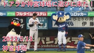 ドアラが神宮球場に遊びに来た！ 2023/5/13