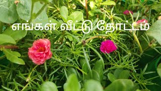 En Veetu Thottam || My Garden in Tamil || Home Garden || எங்க வீட்டு தோட்டம் ||  Gardening