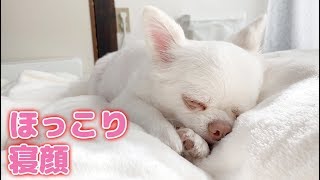 ホッコリする犬の可愛い天使の寝顔！チワワのコハク