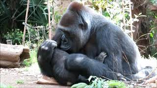 ゴリラの赤ちゃん「リキ」とその家族　Baby Gorilla \