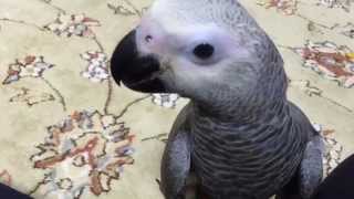 お別れの日の朝とは知らずに甘えてくるヨウムの雛   African Grey Parrot