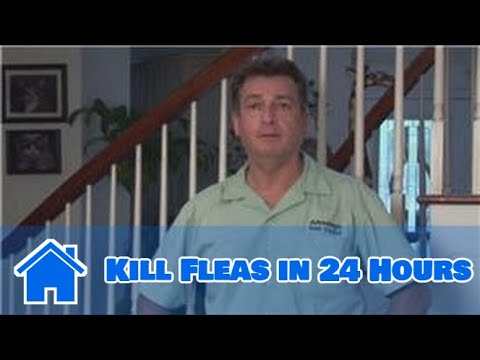 Home Pest Control : How to Kill Fleas in 24 Hours Home Pest Control : How to Kill Fleas in 24 Hours