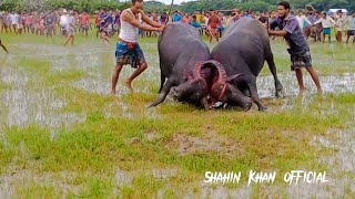 বাংলার হারিয়ে যাওয়া ঐতিহ্যবাহী মহিষের লড়াই #viral video#most popular video 2022#