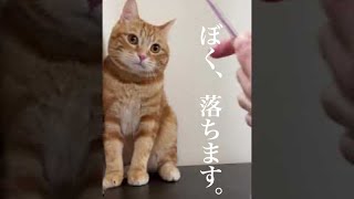 何故か落ちるちょっと鈍臭い猫がかわいい　#shorts  #YouTubeショート　 【スコティッシュフォールド】【 Scottish Fold】359日め