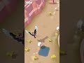 瘋狂動物園 rodeo stampede 328