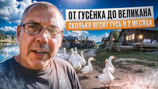 Гуси на ферме: вес в 2 месяца, кормление и уход🐥🌾\