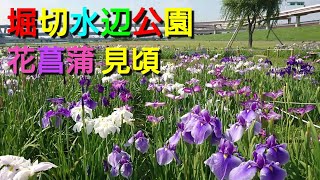 堀切水辺公園 花菖蒲 見頃(葛飾区荒川河川敷)  2021年6月10日