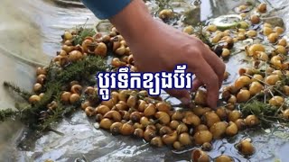 ប្ដូរទឹកខ្យងប៊័រ | Change snail butter.