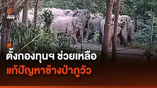 ตั้งกองทุนฯ ช่วยเหลือแก้ปัญหาช้างป่าภูวัว จ.บึงกาฬ | Thai PBS News