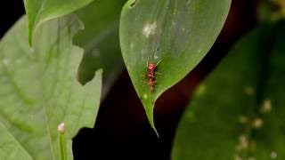 Myrmarachne spider that mimics the weaver ant (Oecophylla smaragdina) feeding on weaver ant.