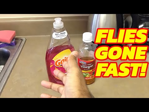 Get rid of FRUIT FLIES and GNATS and all small flying bugs, WATCH NOW. Get rid of FRUIT FLIES and GNATS and all small flying bugs, WATCH NOW.
