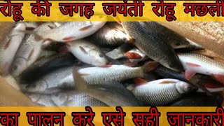 जयंती रोहू  Jayanti rohu मछली का पालन करे एसे होगी साल मे 2 kg की सही जानकारी INDO AQUA FARM