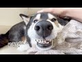 【猛犬注意】狂犬顔の柴犬が一番に優先させる事！