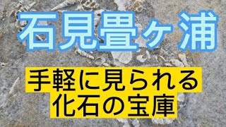 石見畳ヶ浦　島根県　簡単に見られる化石の宝庫