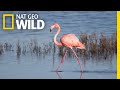 Flamingo Mysteriously Appears in a San Diego Salt Marsh, Far From Home | Nat Geo Wild