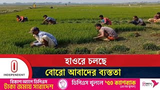 দাম বেশি সার, ডিজেল, কীটনাশকের; উৎপাদন খরচ বেড়ে যাওয়ার শঙ্কায় কৃষকেরা | Kishorganj Agri