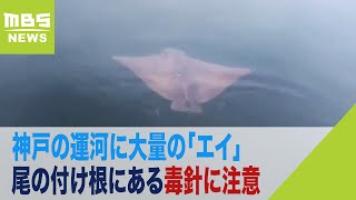 大量の「エイ」が運河で見つかる　アサリなどを食べるナルトビエイか…“毒針”に注意（2022年9月13日）