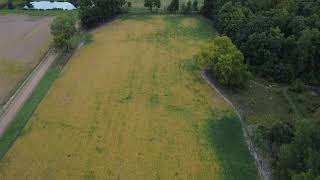 Soybeans are starting to turn