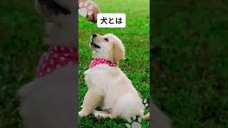 【犬好き】\