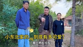 为何蹭饭界的鼻祖海哥竟然蹭不到小东北家的鸡？小东北小玲与众不同