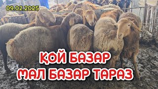 ҚОЙ БАЗАР / ТАРАЗ АС-ЕР МАЛ БАЗАР 09.02.2025