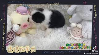 泰迪幼犬寵物犬舍-超正頭花黑白邊境牧羊犬#台南犬舍 #合法犬舍 #邊境 #邊境牧羊犬 #邊牧 #邊境牧羊