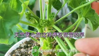 让天竺葵小苗开花早，养护有技巧