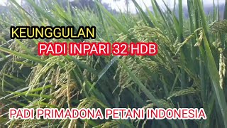 Keunggulan Padi Inpari 32 HDB // padi primadona petani  Indonesia