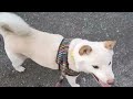 迷い犬チコ 飼い主さん募集開始します