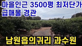 서귀포시 남원읍 의귀리 마을인근 과수원 3500평 동네서 젤 쌈 010 4436 0401 제주도부동산 토지 매매 급매물