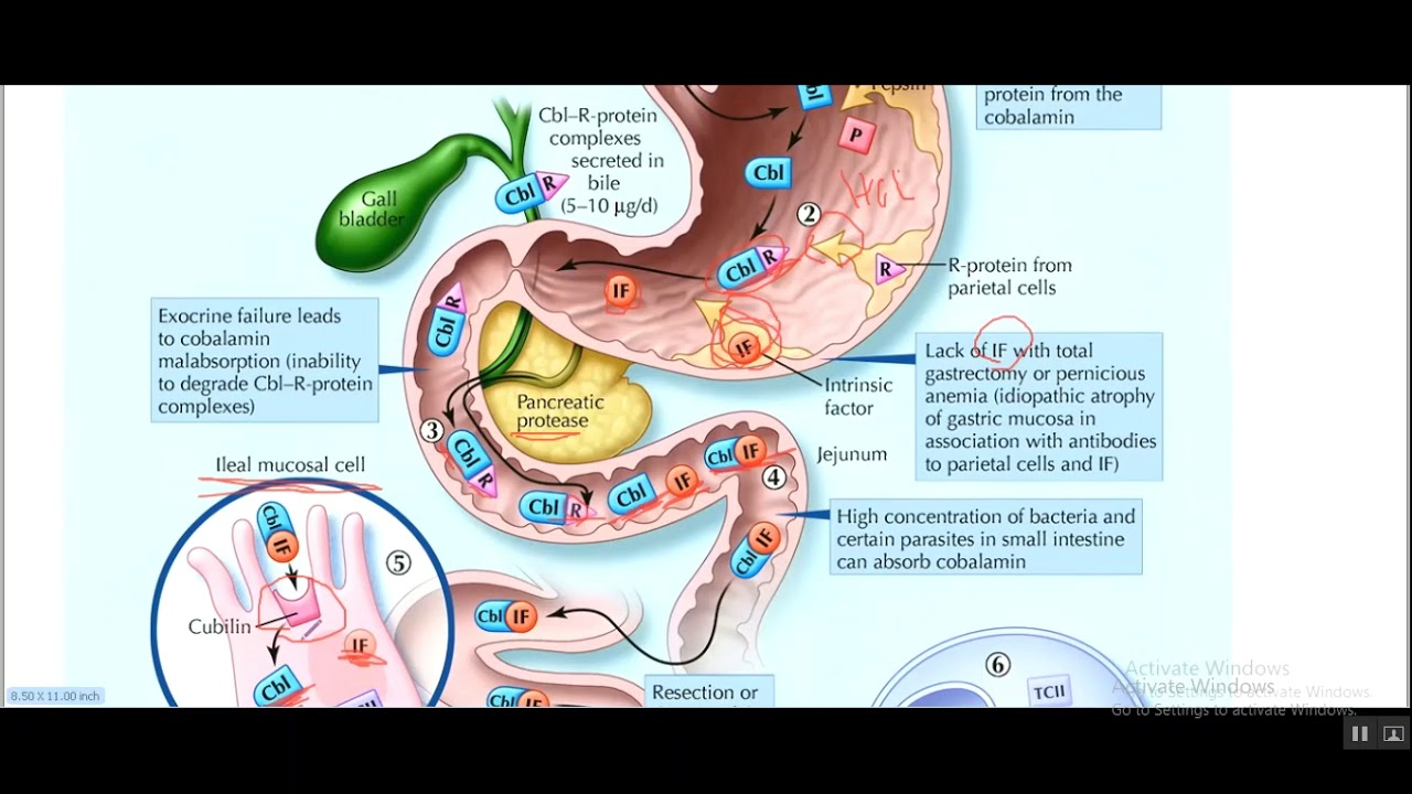 Vitamin B12 Absorption , Function Causes Of Deficiency - YouTube