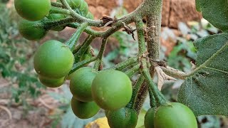 ചുണ്ടങ്ങ തോരൻ... #yutube #cooking #keralastyle #tastyfood #kannur