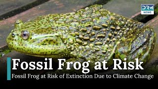 Endangered 'Living Fossil' Frog Faces Extinction Threats in Chilean Rivers | DRM News | AL1I