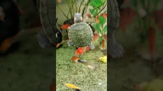 Scurry and Chuckle: Speedy Baby Turtle Caught on Camera #speedy #turtle