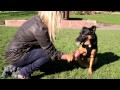 The Dog Rescuers: Episode 6 - Kaz's story