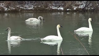 Trumpeter Swans 5