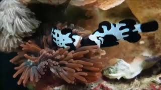 人工黑雪印小丑   Black Snowflake Ocellaris Clownfish  2k