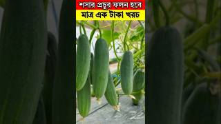 শসার প্রচুর ফলন হবে - মাত্র এক টাকা খরচে - শসা চাষ পদ্ধতি #trending #viralvideo #viralshorts #video