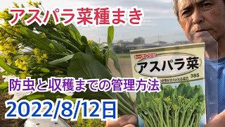 アスパラ菜種まき　種まき・防虫・追肥・収穫までの管理方法