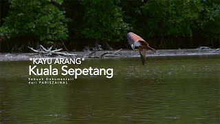 KAYU ARANG KUALA SEPETANG - RENCANA