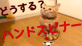 初めてハンドスピナーを見た猫の反応が可愛すぎたww【猫動画】