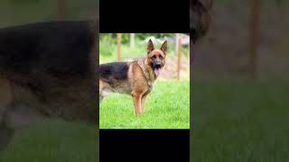 Dogs that can kill you in seconds