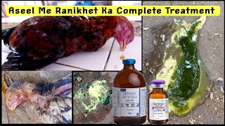 Ranikhet ( Newcastle Disease) Ka Complete Treatment