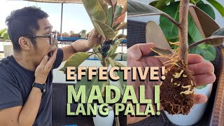 Effective Pala Talaga! Napakadaling Magpaugat at Magpadami Ng Rubber Tree Plants - SIMPLE METHOD!