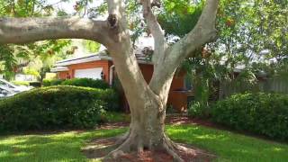 #Royal #Poinciana #Keywest